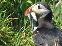 39 Puffin House 786201 Image 0